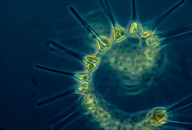 Phytoplankton similar to what was found on the surface of the ISS